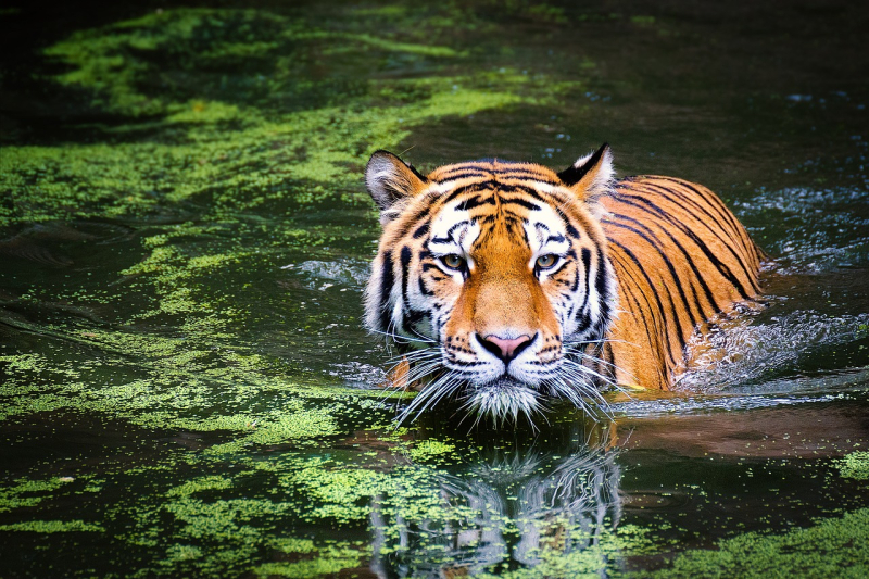 menschenfressenden Tigern eingeleitet