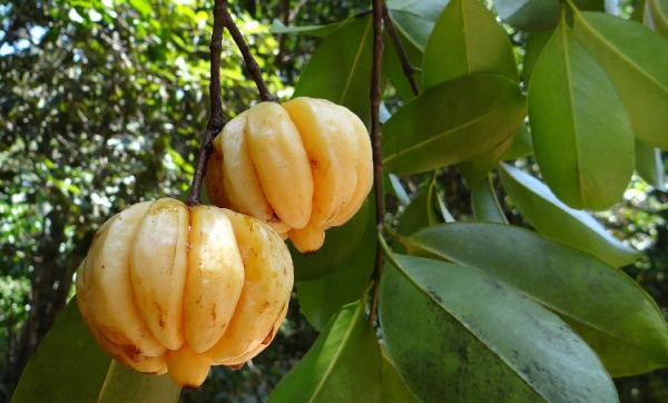 What you need to know about Garcinia Cambogia