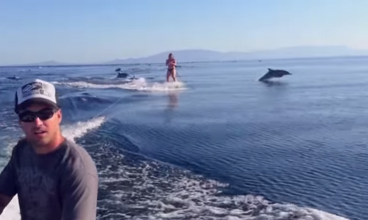 Channel 1: Woman Wakeboards With Dolphins